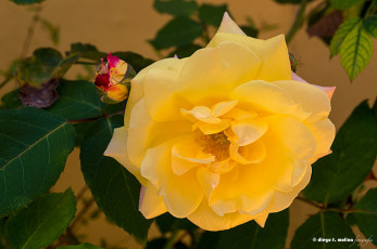 Картинка цветы розы роза leaves petals bud цветение листья лепестки бутон blossoms rose