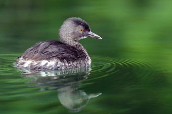Картинка животные птицы птица клюв перья