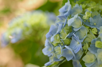 Картинка цветы гортензия голубая