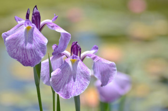 Картинка цветы ирисы