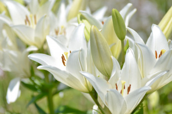 Картинка цветы лилии+водяные +нимфеи +кувшинки лилии