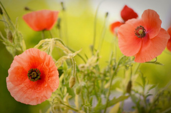 Картинка цветы маки желтые белые оранжевые лепестки листики цветение