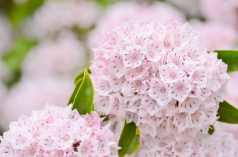 Картинка цветы нежность