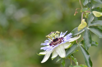 Картинка цветы пассифлора цветение