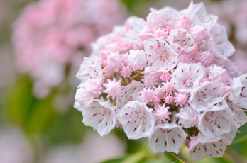 Картинка цветы розовые