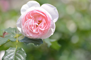 Картинка цветы розы роза