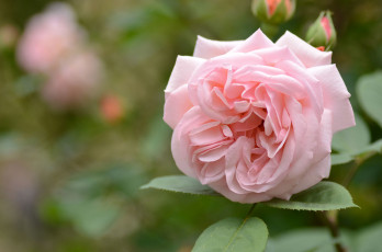 Картинка цветы розы роза