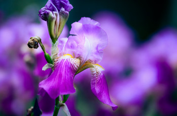 Картинка цветы ирисы петушок цветение лепестки