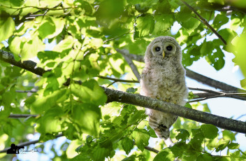 Картинка животные совы птица окрас перья сова