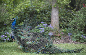 Картинка животные павлины павлин перья окрас хвост птица