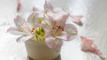 Картинка цветы альстромерия ваза капли бутоны