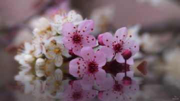 Картинка цветы цветущие+деревья+ +кустарники ветка цветущая веточка цветки листья