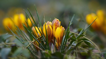 Картинка цветы крокусы весна цветение