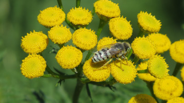 Картинка цветы луговые+ полевые +цветы жёлтые