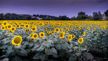Картинка цветы подсолнухи подсолнух листья цветение
