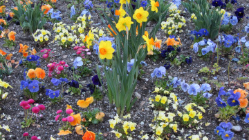 Картинка цветы разные+вместе цветок