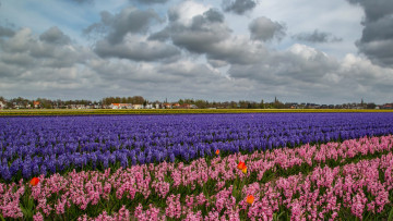 Картинка цветы разные+вместе цветок поле