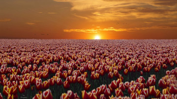 Картинка цветы тюльпаны цветение много разноцветные лепестки