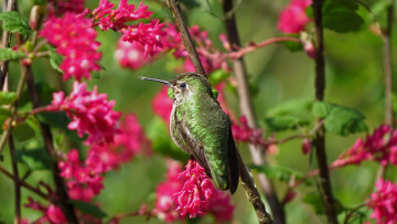 Картинка животные колибри птица