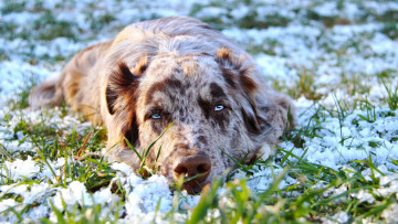 Картинка животные собаки собака окрас шерсть порода животное