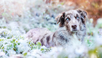 Картинка животные собаки собака окрас шерсть порода животное
