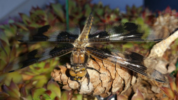 Картинка животные стрекозы стрекоза