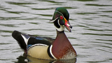 Картинка животные утки утка