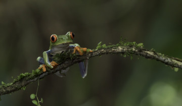 Картинка животные лягушки вода окрас лягушка