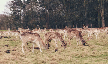 Картинка животные олени поле природа