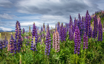 Картинка цветы луговые+ полевые +цветы цветок