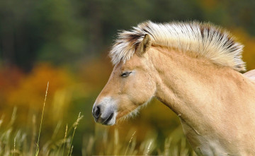 Картинка животные лошади луг трава лошадь