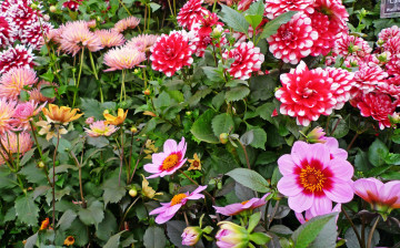 Картинка цветы цветок