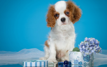 Картинка животные собаки собака окрас шерсть порода животное