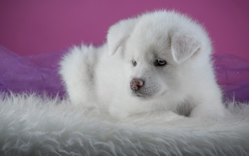 обоя животные, собаки, собака, окрас, шерсть, порода, животное