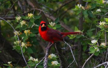 Картинка животные птицы птица клюв перья окрас