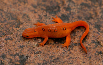 Картинка животные Ящерицы +игуаны +вараны цветок язык ящерица