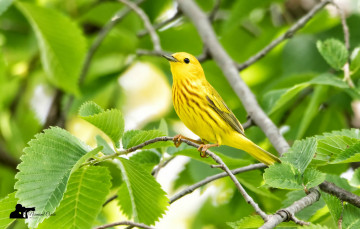 Картинка животные птицы птица окрас перья