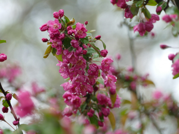 Обои картинки фото цветы, цветущие деревья ,  кустарники, ветвь, листья, птица, ветка