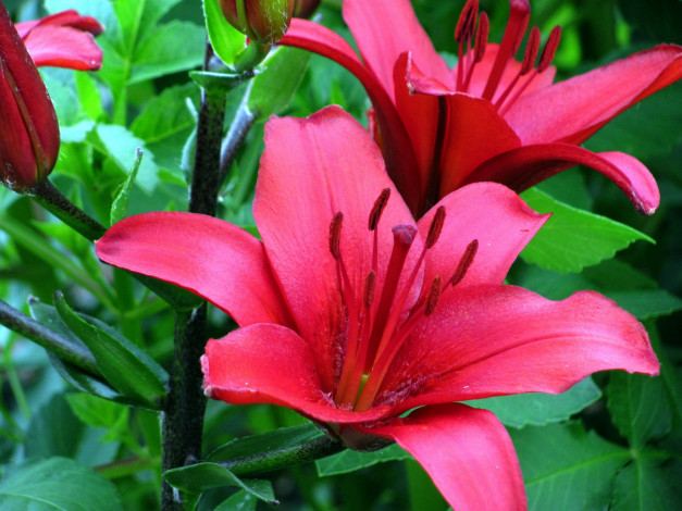 Обои картинки фото цветы, лилии,  лилейники, красный