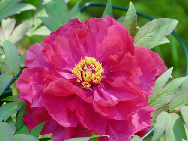 Обои картинки фото цветы, пионы, лепестки, бутон, пион, цветение, листья