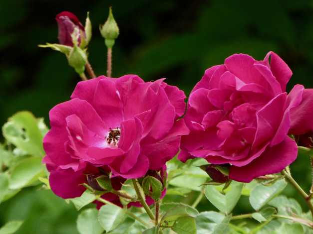 Обои картинки фото цветы, розы, лепестки, бутон, blossoms, leaves, petals, bud, rose, цветение, роза, листья