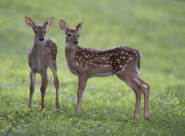Обои картинки фото животные, олени, оленята