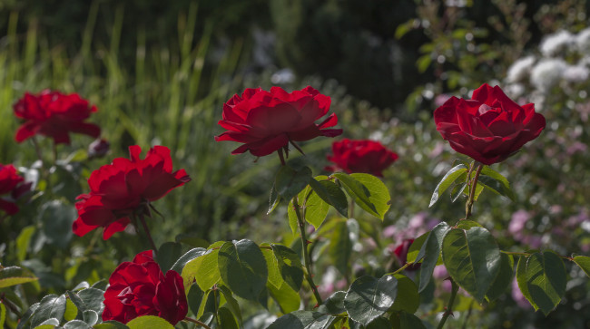 Обои картинки фото цветы, розы, бутон, роза, цветение, лепестки, розовая