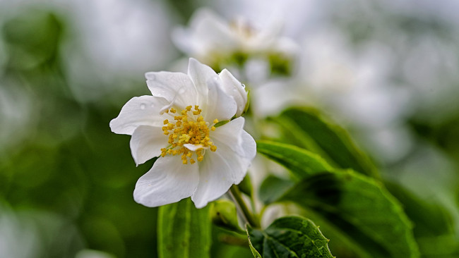 Обои картинки фото цветы, цветущие деревья ,  кустарники, ветка, листья, цветки, цветущая, веточка