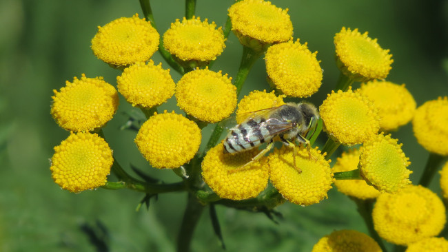 Обои картинки фото цветы, луговые , полевые,  цветы, жёлтые