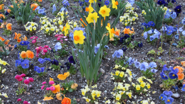 Обои картинки фото цветы, разные вместе, цветок