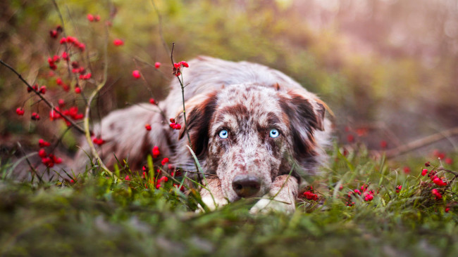 Обои картинки фото животные, собаки, собака, окрас, шерсть, порода, животное