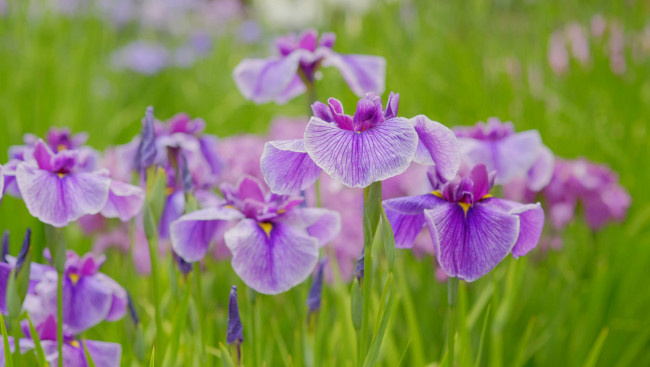 Обои картинки фото цветы, ирисы, ирис, лепестки, яркость, цветение