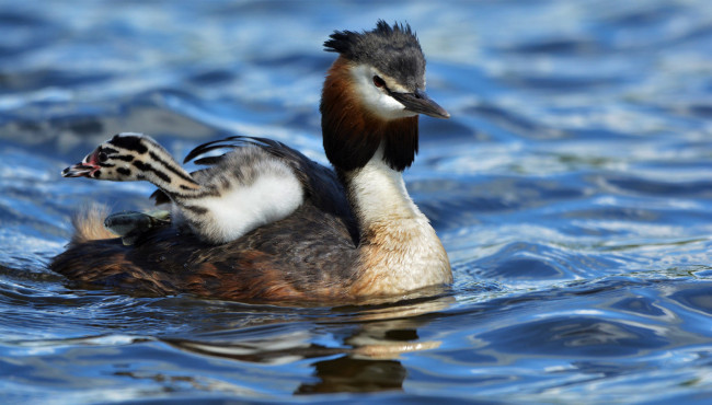 Обои картинки фото животные, Чомги , поганки, перья, птица, чомга