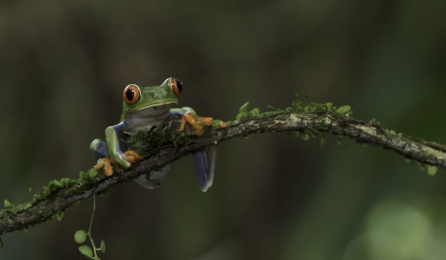 Обои картинки фото животные, лягушки, вода, окрас, лягушка